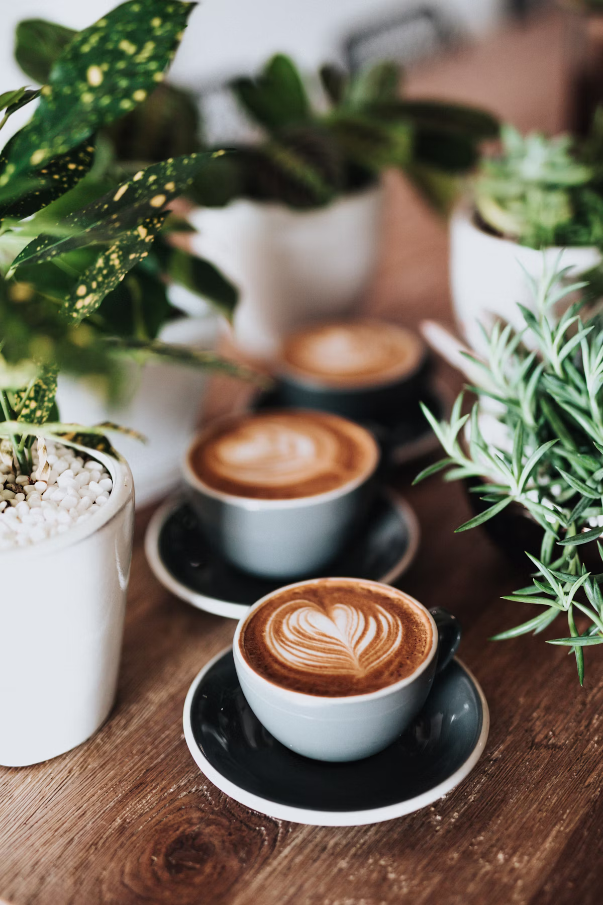 Steamed milk, set down on a reclaimed cedar bar